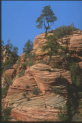 255084 Struggle To Survive, Zion A4 Photo Print