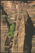 255088 Life Betwixt Rocks, Zion A4 Photo Print