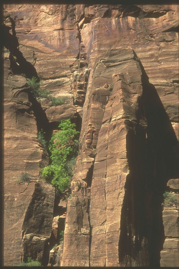 255088 Life Betwixt Rocks, Zion A4 Photo Print