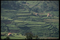 256000 Terraced Fields, Douro Valley A4 Photo Print