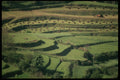 256002 Farmer With Oxen Working Terraced Fields A4 Photo Print