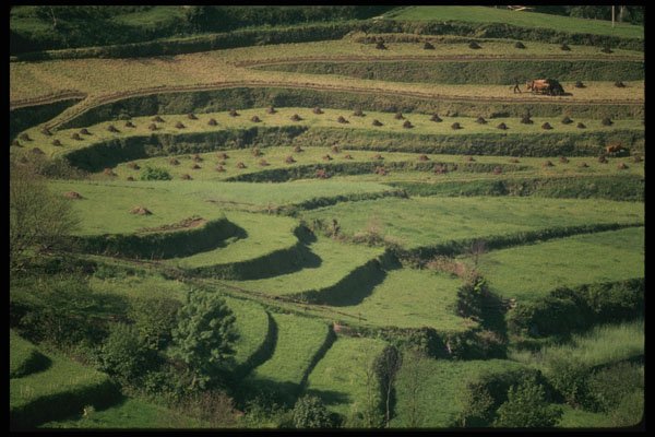 256002 Farmer With Oxen Working Terraced Fields A4 Photo Print