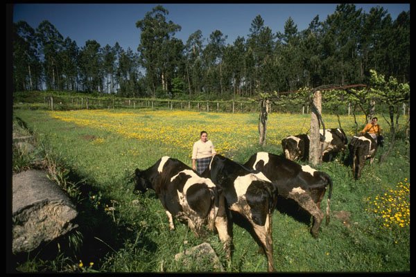 256003 Farm Women Tending Cows Amid Vineyard A4 Photo Print
