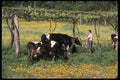 256004 Cows Grazing Near Grapevines And Wildflowers A4 Photo Print