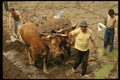 256006 Plowing With Oxen, Douro Valley A4 Photo Print