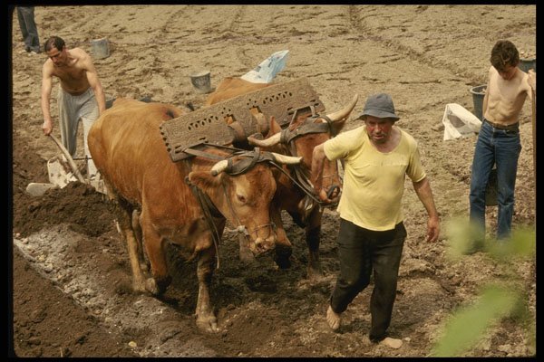 256006 Plowing With Oxen, Douro Valley A4 Photo Print