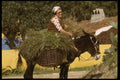 256007 Donkey, The Favored Means Of Transport A4 Photo Print
