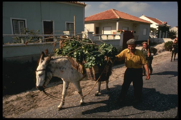 256009 Farmers Returning Home With Produce And Firewood A4 Photo Print