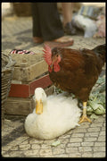 256019 Rooster And Duck In Market, Barcelos A4 Photo Print