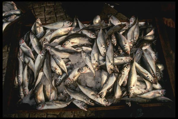 256022 Sardines From Nearby Atlantic A4 Photo Print