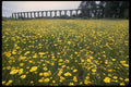 256043 Roman Aqueduct, Vila Do Conde A4 Photo Print