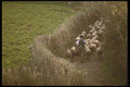 256045 Shepherd And His Flock A4 Photo Print