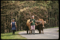256046 Man Leading Oxen Beside A Rural Road A4 Photo Print