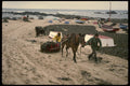 256059 Sleds Of Kelp Being Hauled Up Coast A4 Photo Print