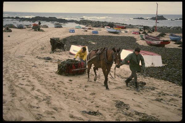 256059 Sleds Of Kelp Being Hauled Up Coast A4 Photo Print