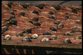 256064 Fish Drying In The Sun A4 Photo Print
