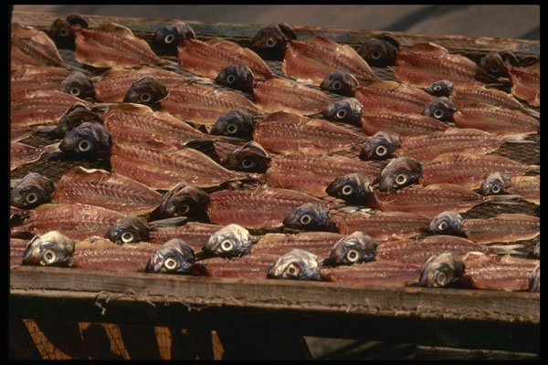 256064 Fish Drying In The Sun A4 Photo Print