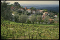 256075 Vineyards And Orchards, Bucaco A4 Photo Print