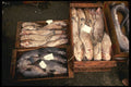 256097 Fish Ready For Market A4 Photo Print