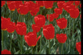 258000 Triumph Tulips, 'Mexico' A4 Photo Print