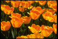 258001 Tulips A4 Photo Print