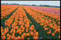 258002 Tulip Fields, Holland A4 Photo Print