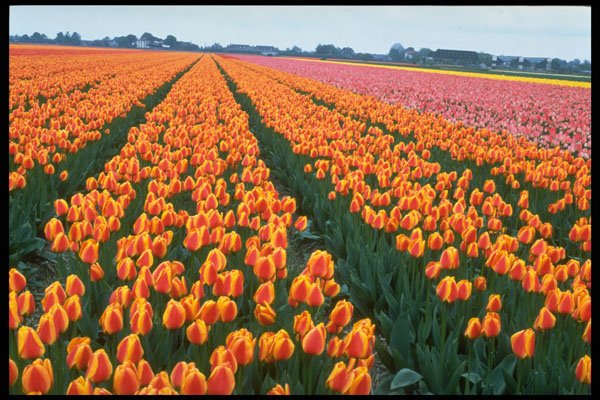 258002 Tulip Fields, Holland A4 Photo Print