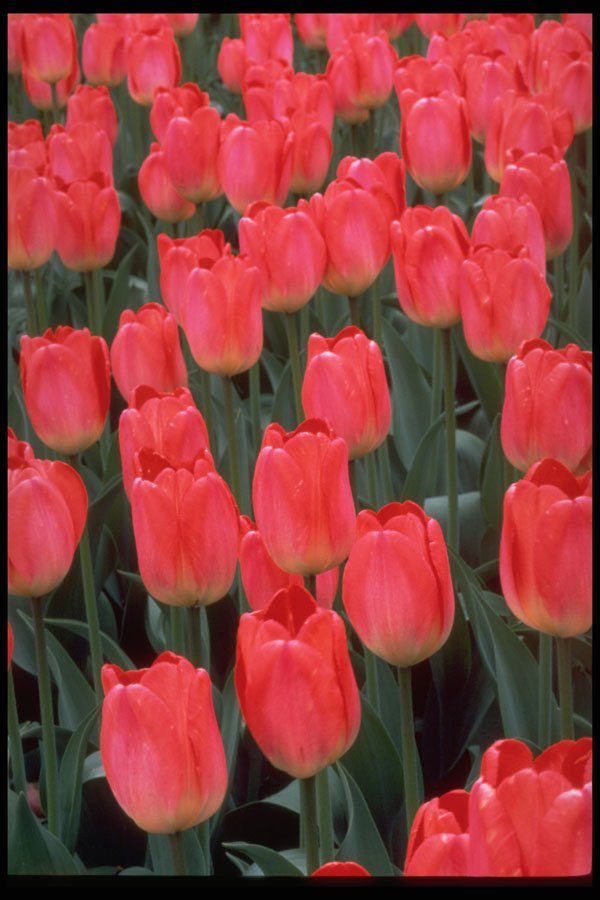 258004 Rosario Darwin Hybrid Tulips A4 Photo Print