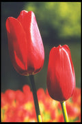 258005 Single Late Tulip, 'Halcro' A4 Photo Print