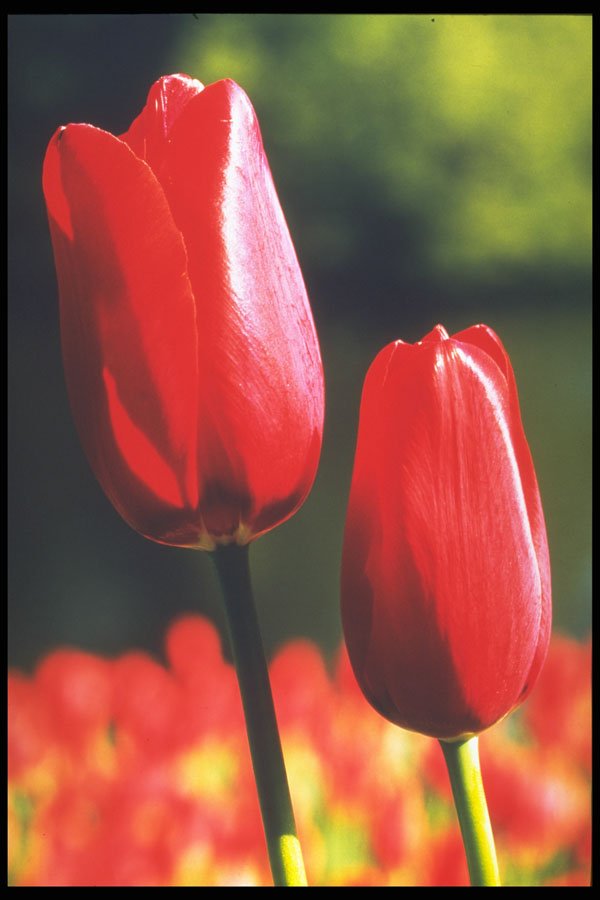 258005 Single Late Tulip, 'Halcro' A4 Photo Print