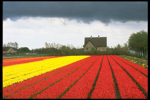 258006 Tulip Fields, Holland A4 Photo Print
