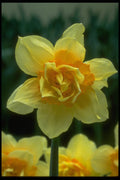 258007 Double Narcissi, 'Texas' A4 Photo Print