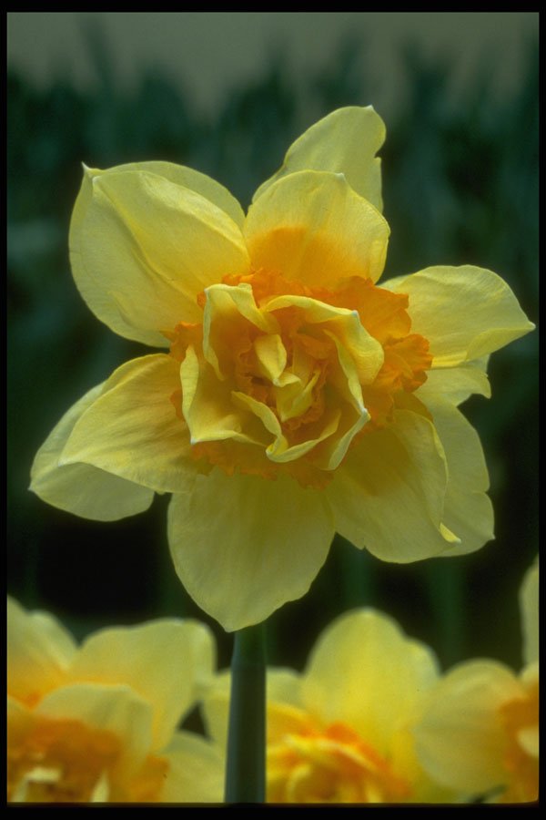 258007 Double Narcissi, 'Texas' A4 Photo Print