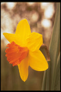 258008 Large cupped Narcissi, 'Scarlet O'Hara' A4 Photo Print