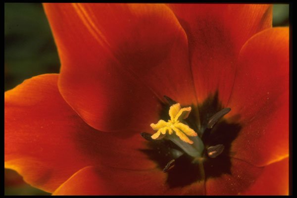 258009 'Queen Of Sheba', Lily Flowered Tulips A4 Photo Print