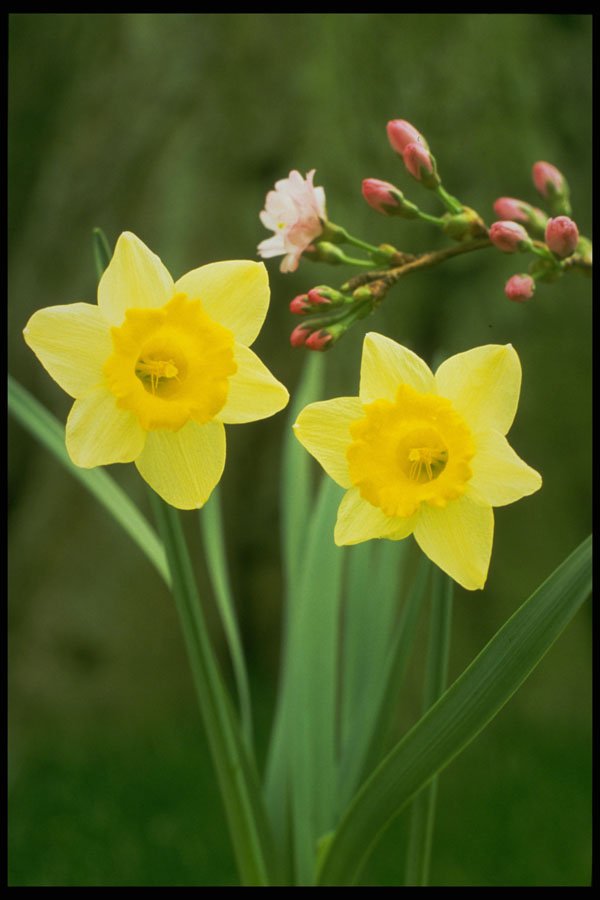 258010 Small cupped Narcissi, 'Baby Doll' A4 Photo Print