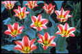 258011 Greigee Tulips, 'Addis' A4 Photo Print