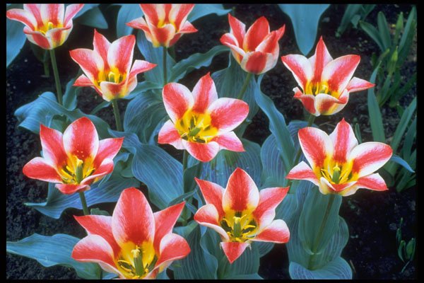 258011 Greigee Tulips, 'Addis' A4 Photo Print