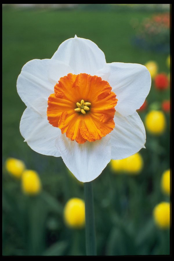258012 Large cupped Narcissi, 'Professor Einstein' A4 Photo Print