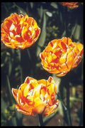 258014 Double Late Tulips, 'Nizza' A4 Photo Print