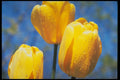 258015 'Santiaga', Darwin Hybrid Tulips A4 Photo Print
