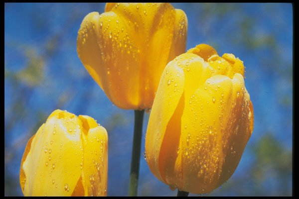 258015 'Santiaga', Darwin Hybrid Tulips A4 Photo Print