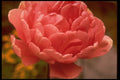 258017 Tulip 'Eros', Double Late A4 Photo Print