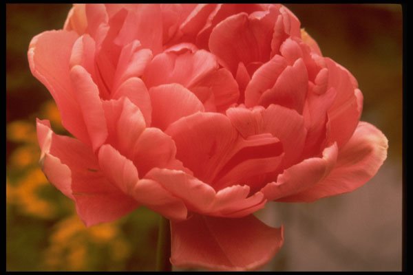 258017 Tulip 'Eros', Double Late A4 Photo Print