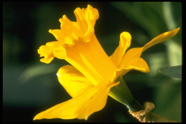 258018 Trumpet Narcissi, 'Explorer' A4 Photo Print