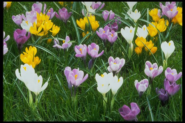 258019 Crocuses A4 Photo Print