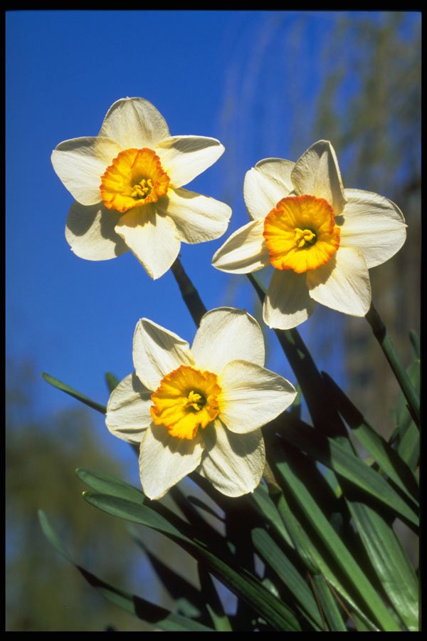 258020 Small cupped Narcissi, 'Barrett Browning' A4 Photo Print