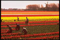 258021 Bulb Fields, Holland A4 Photo Print