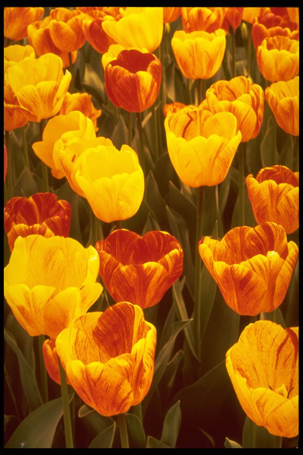 258025 Darwin Hybrid Tulips, 'Striped Oxford' A4 Photo Print