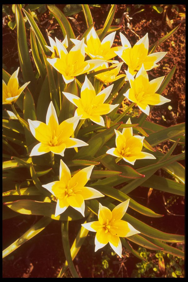 258026 Species Tulips, 'Tulipa Tarda' A4 Photo Print